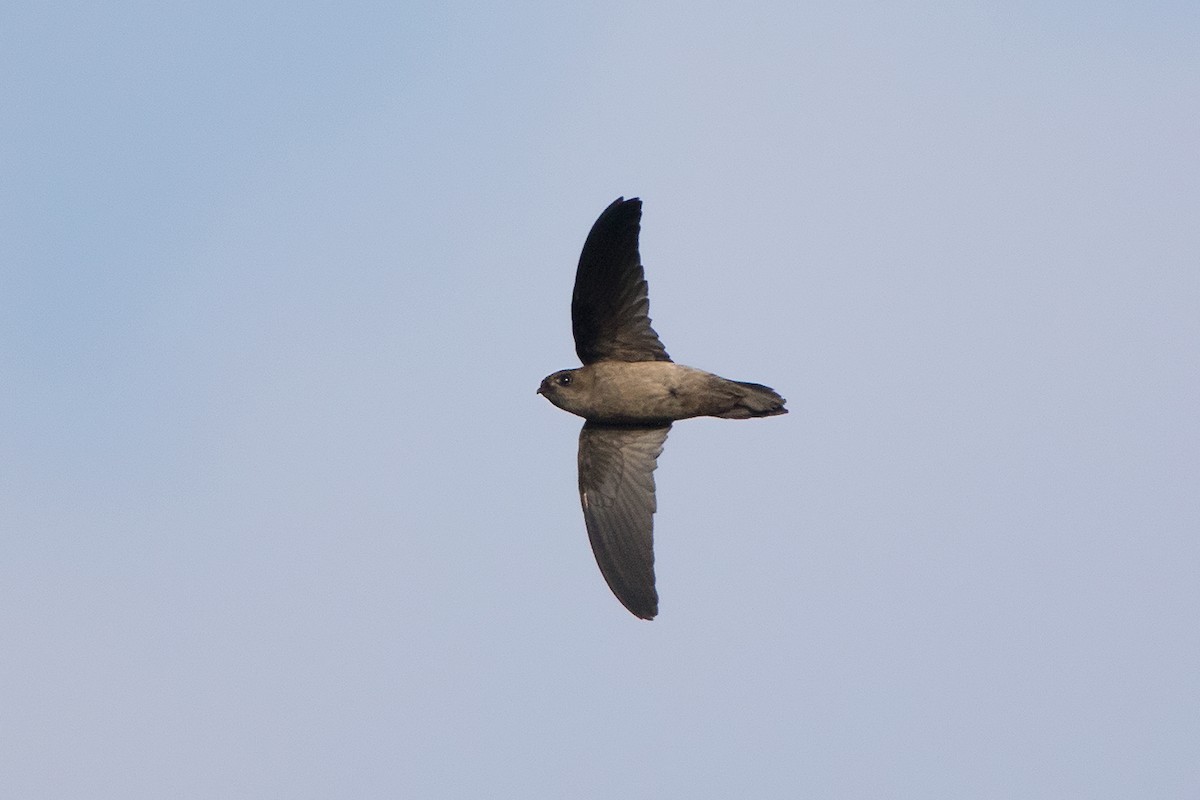 Himalayan Swiftlet - ML136432431