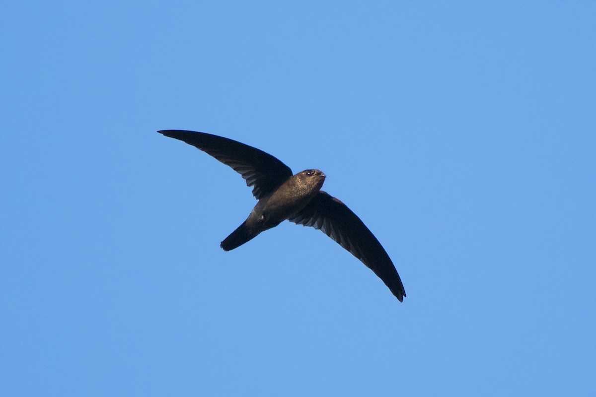 Himalayan Swiftlet - ML136432441