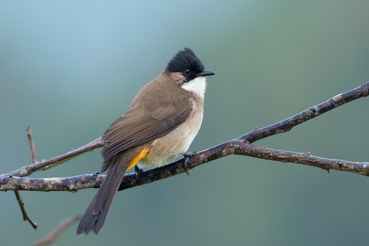 Brown-breasted Bulbul - Ayuwat Jearwattanakanok