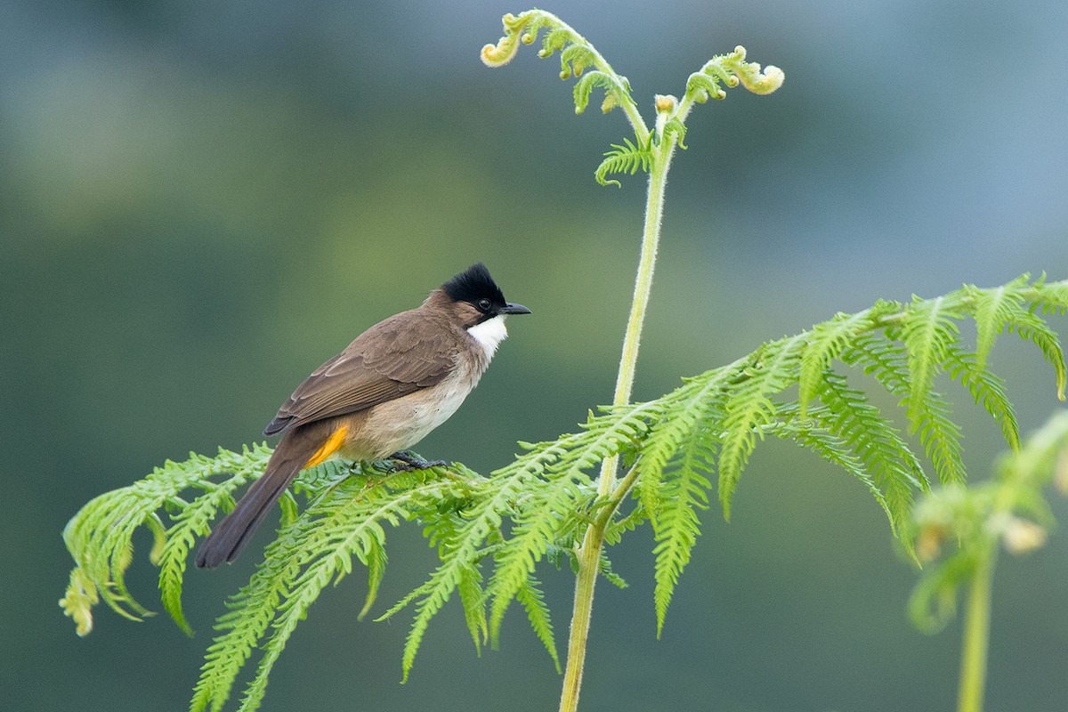 Brown-breasted Bulbul - Ayuwat Jearwattanakanok