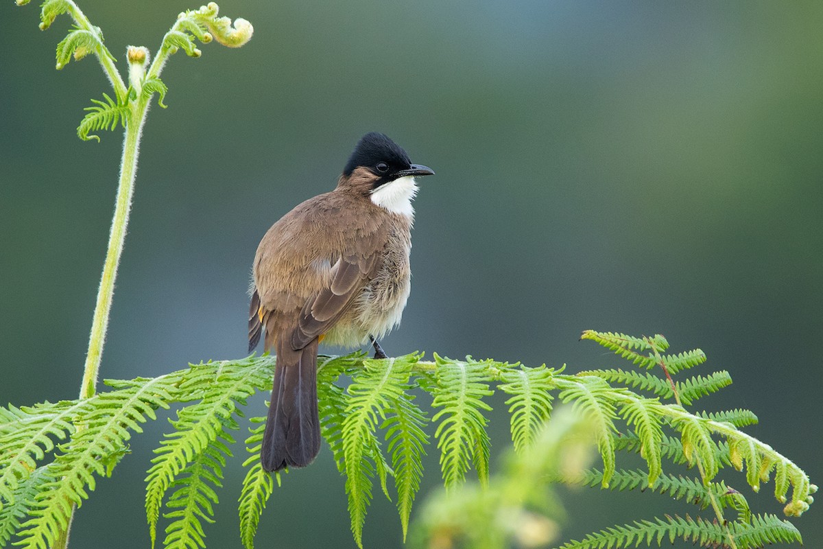 Brown-breasted Bulbul - Ayuwat Jearwattanakanok