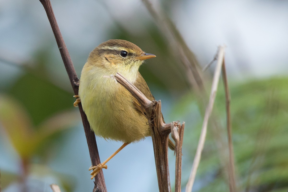 Mosquitero de David - ML136432691