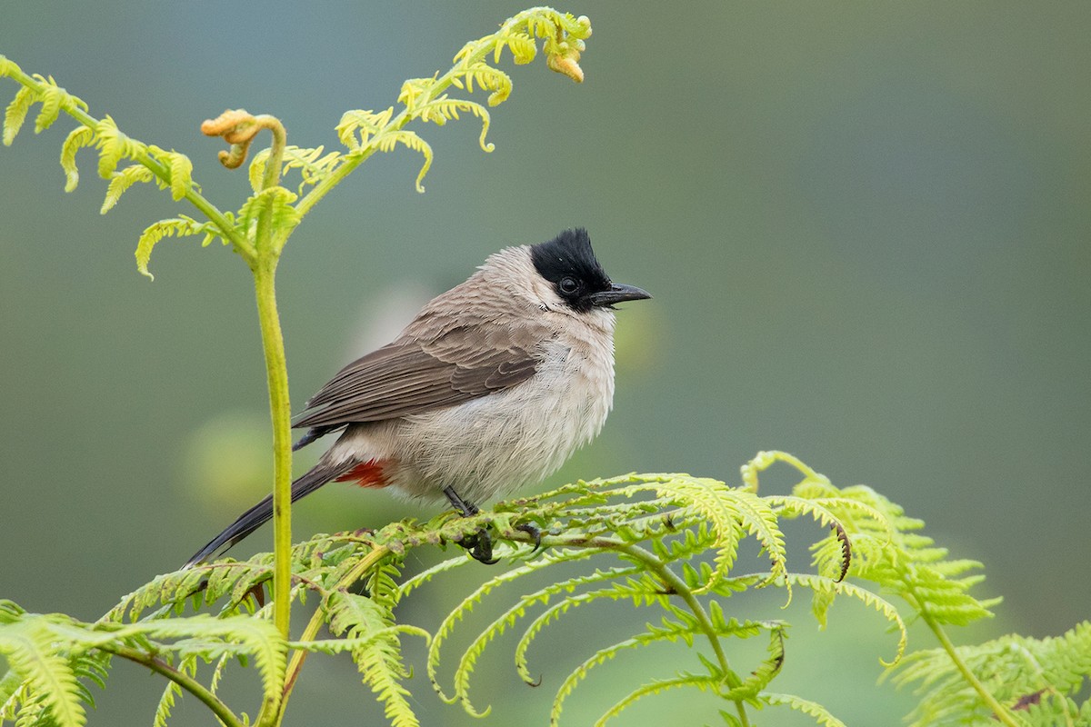 Bulbul Ventridorado - ML136432861