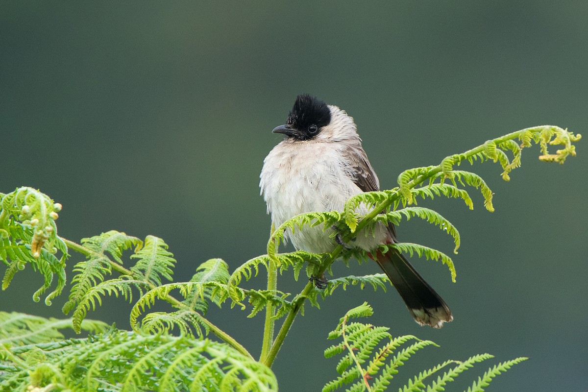 Bulbul Ventridorado - ML136432871