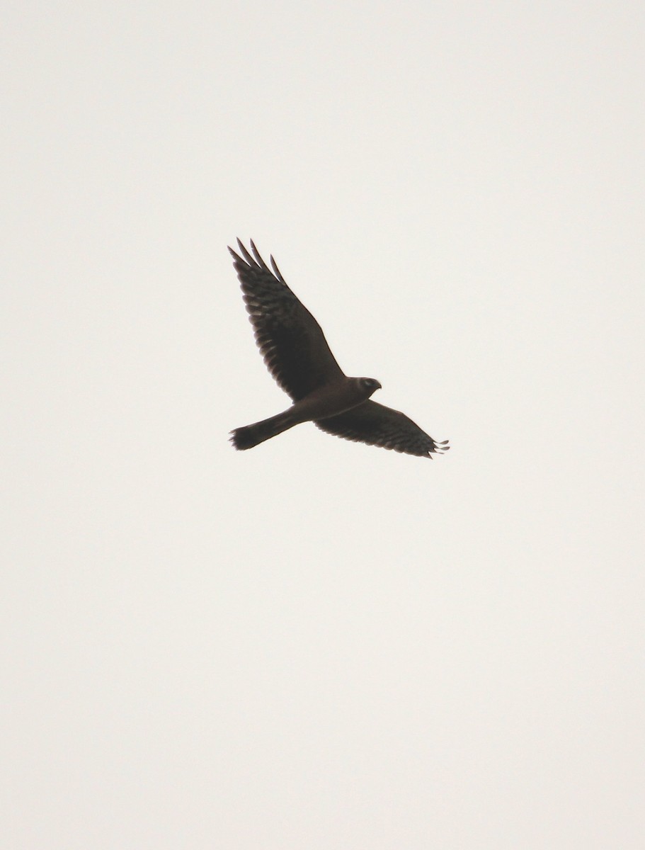 Pallid Harrier - Thomas Job