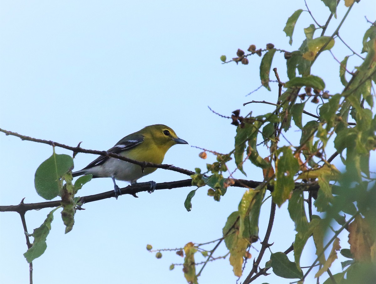 Yellow-throated Vireo - ML136433431