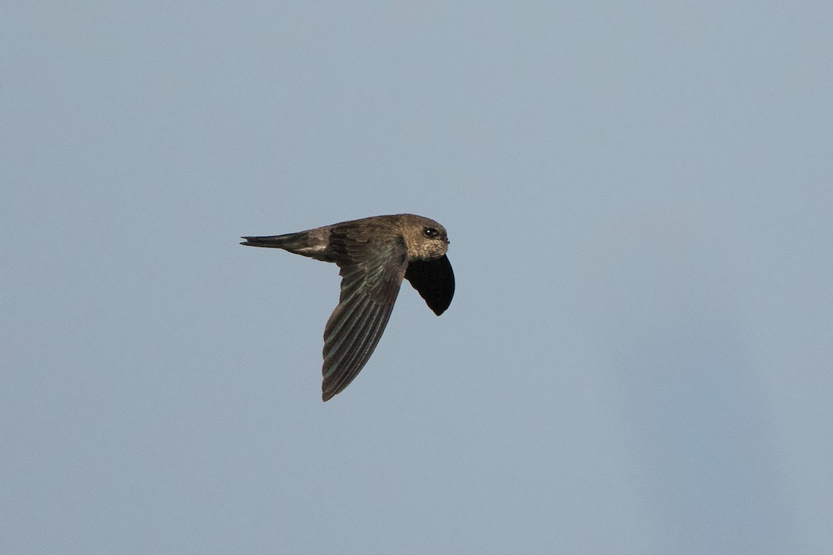 Germain's Swiftlet - ML136433441