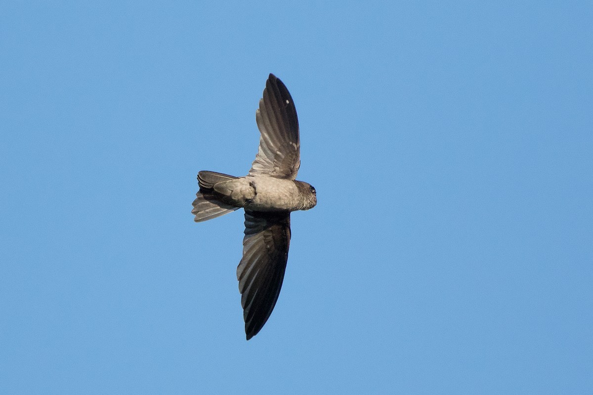 Germain's Swiftlet - ML136433451