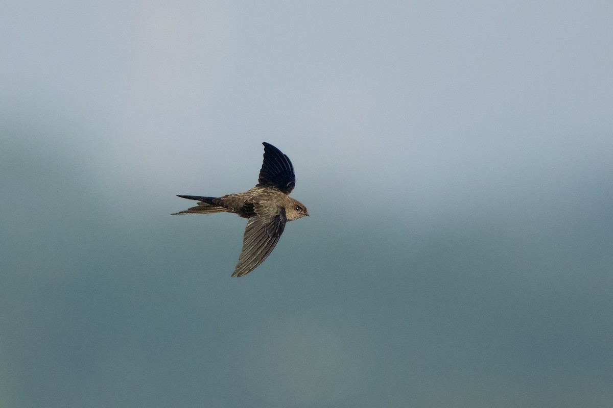 Asian Palm Swift - ML136433521