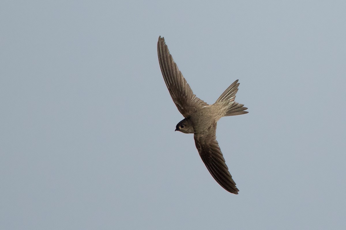 Asian Palm Swift - ML136433541