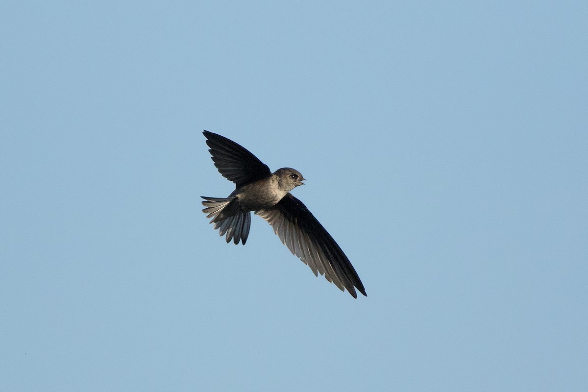 Asian Palm Swift - ML136433551