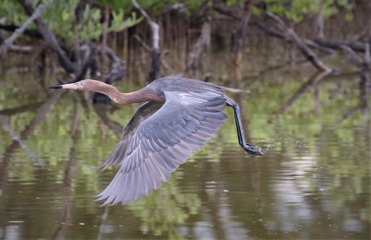 Reddish Egret - Dominique Lavoie