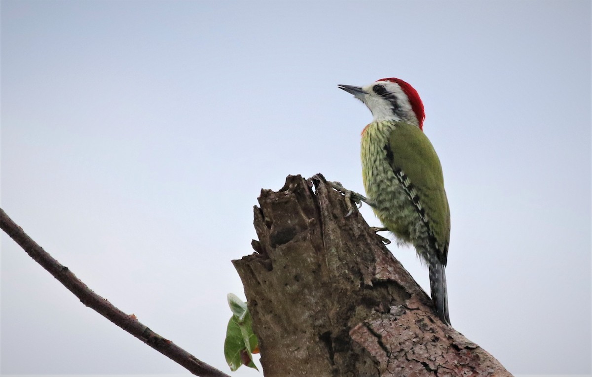 Cuban Green Woodpecker - Dominique Lavoie