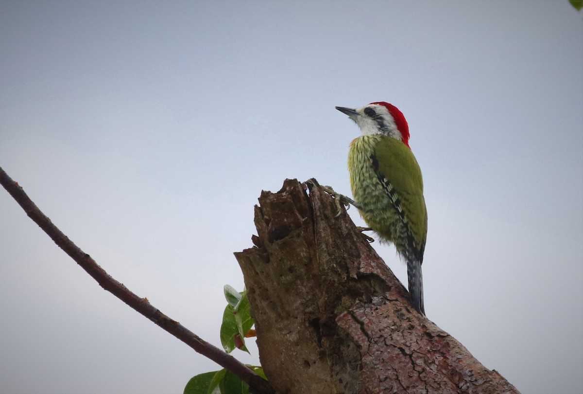 Cuban Green Woodpecker - Dominique Lavoie