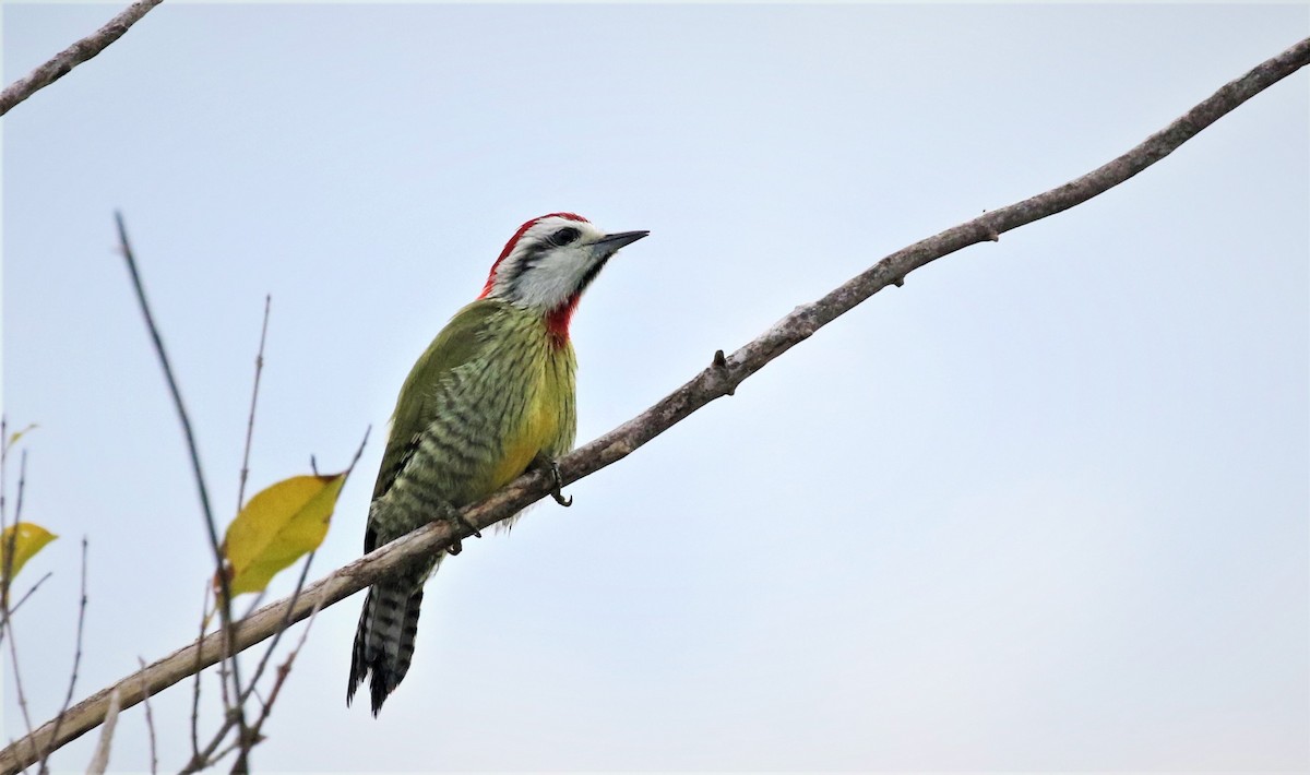 Cuban Green Woodpecker - Dominique Lavoie