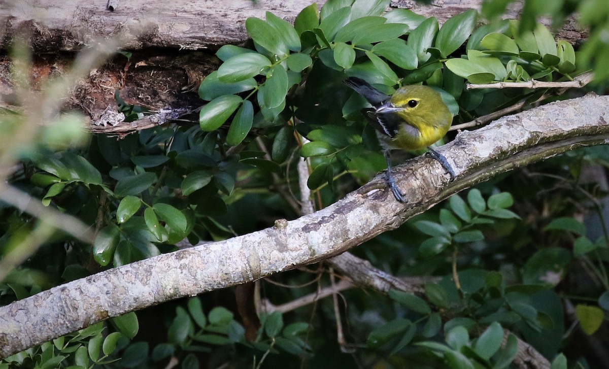 Yellow-throated Vireo - Dominique Lavoie