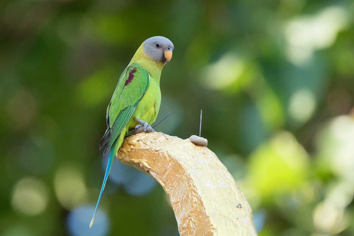 Blossom-headed Parakeet - ML136436891