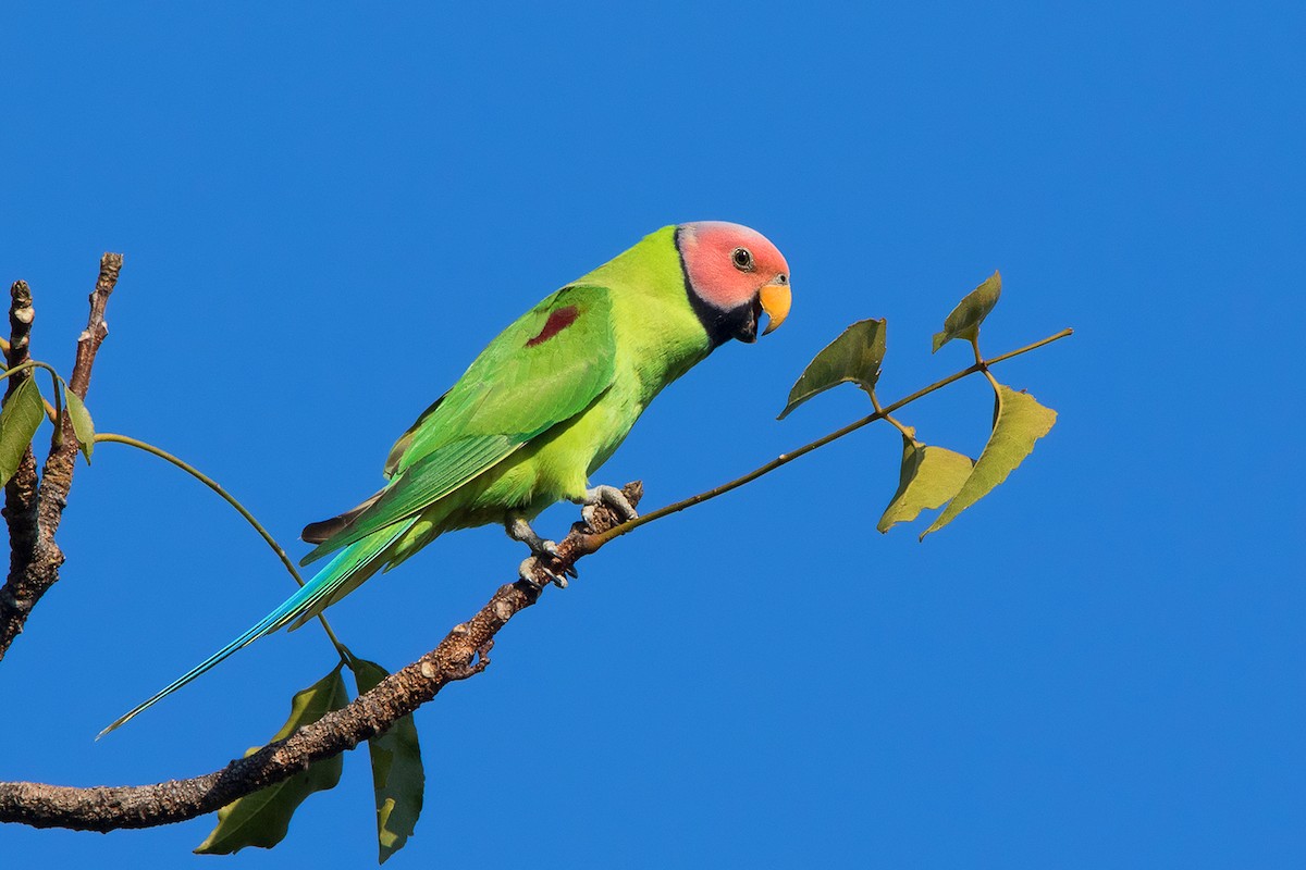 Розовоголовый кольчатый попугай - ML136436901