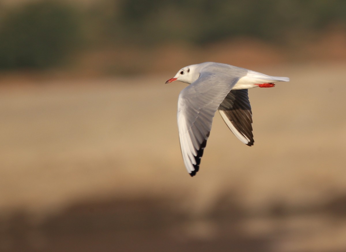 Mouette rieuse - ML136439831