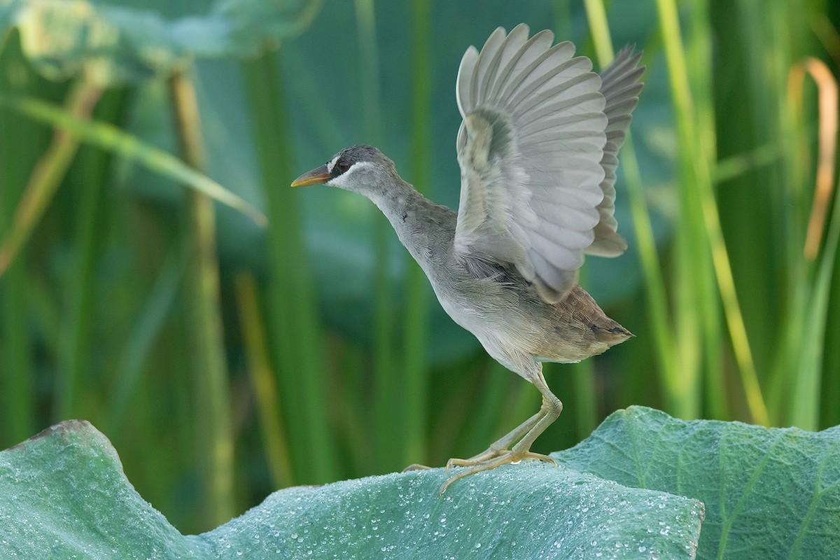 White-browed Crake - Ayuwat Jearwattanakanok