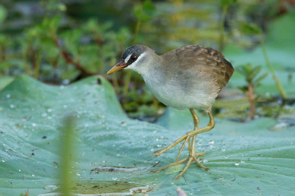 White-browed Crake - Ayuwat Jearwattanakanok