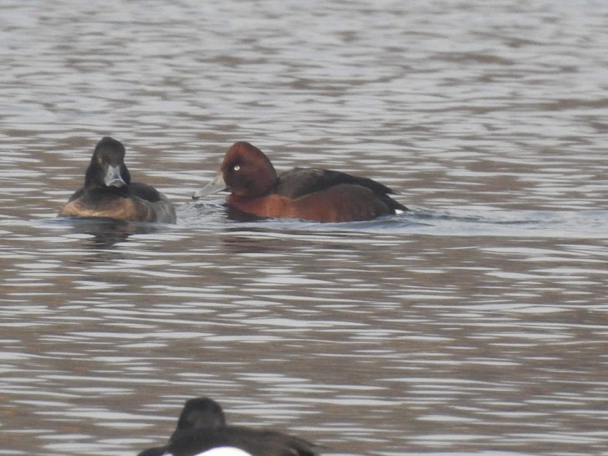 Ундар шумбуур - ML136440781