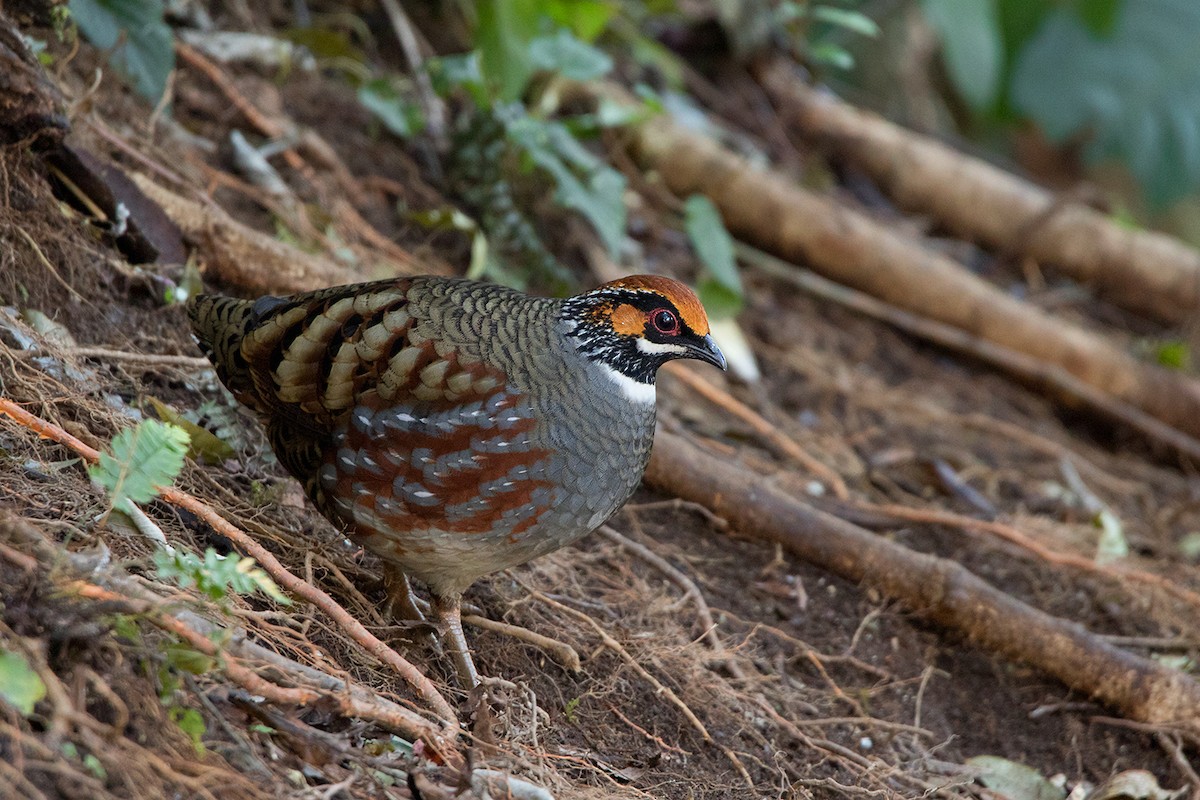 Hill Partridge - Ayuwat Jearwattanakanok