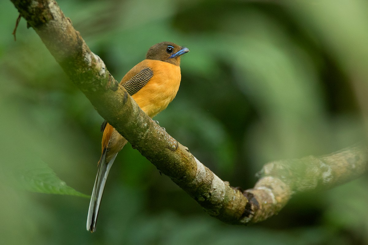 trogon šarlatový - ML136442701