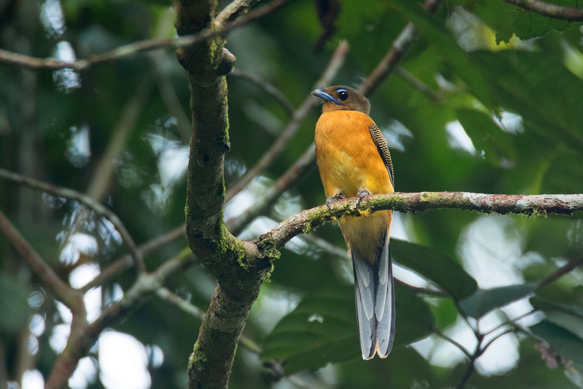 Scarlet-rumped Trogon - ML136442731