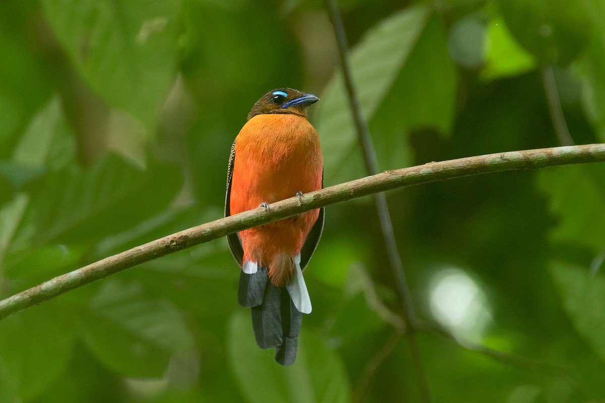 Scarlet-rumped Trogon - Ayuwat Jearwattanakanok