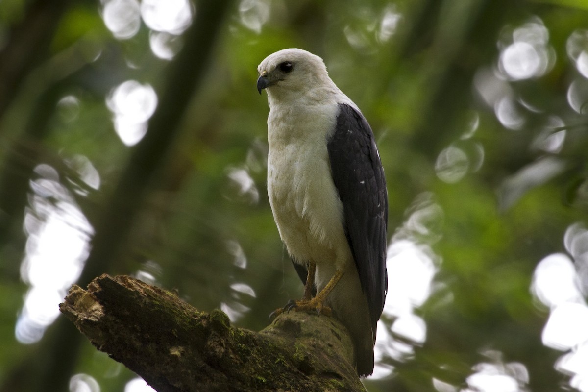 White-necked Hawk - ML136444341