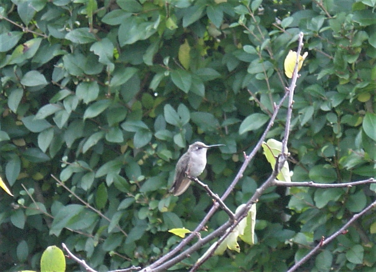 Black-chinned Hummingbird - Trish Pastuszak