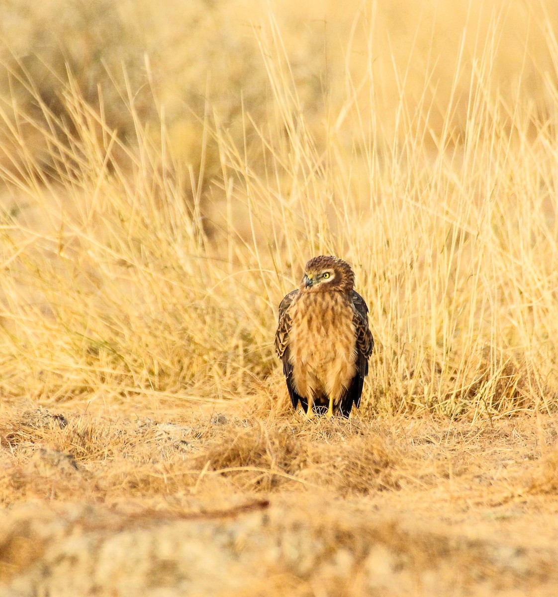 Montagu's Harrier - ML136445471