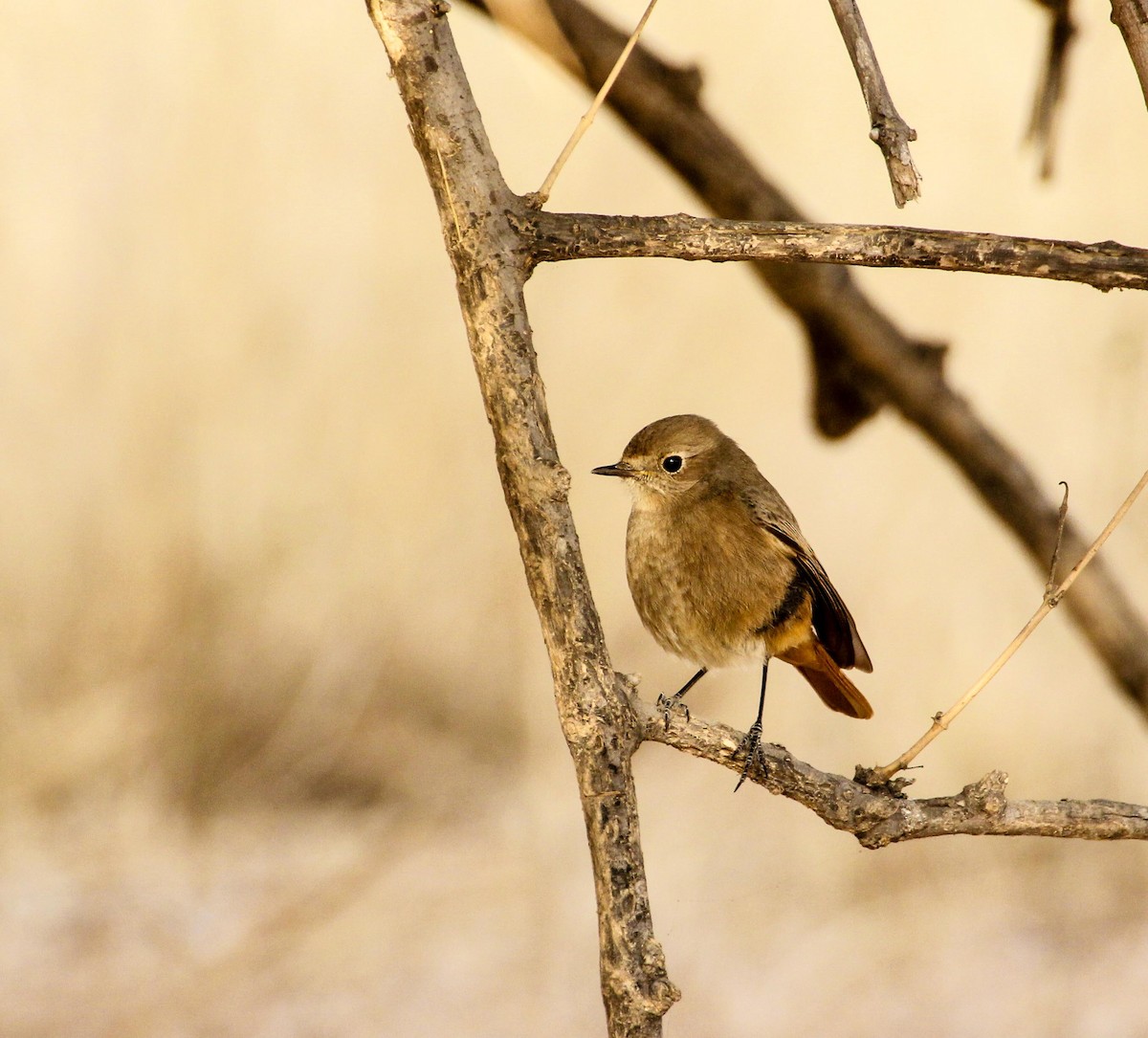 Black Redstart - ML136445741