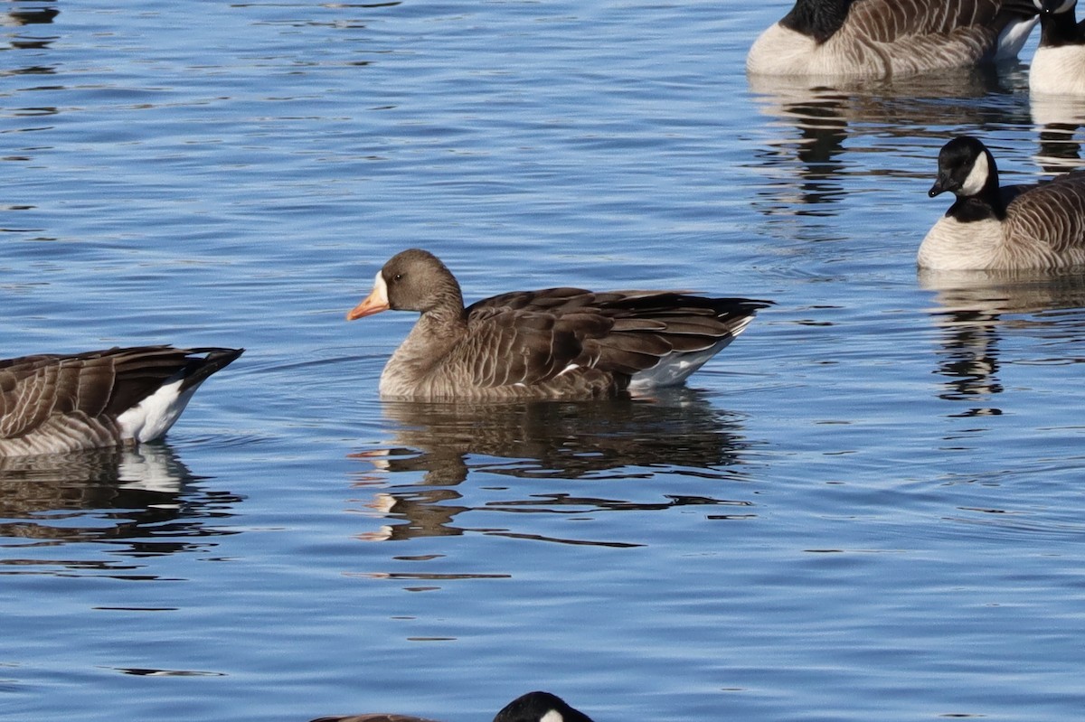Greater White-fronted Goose - ML136445781