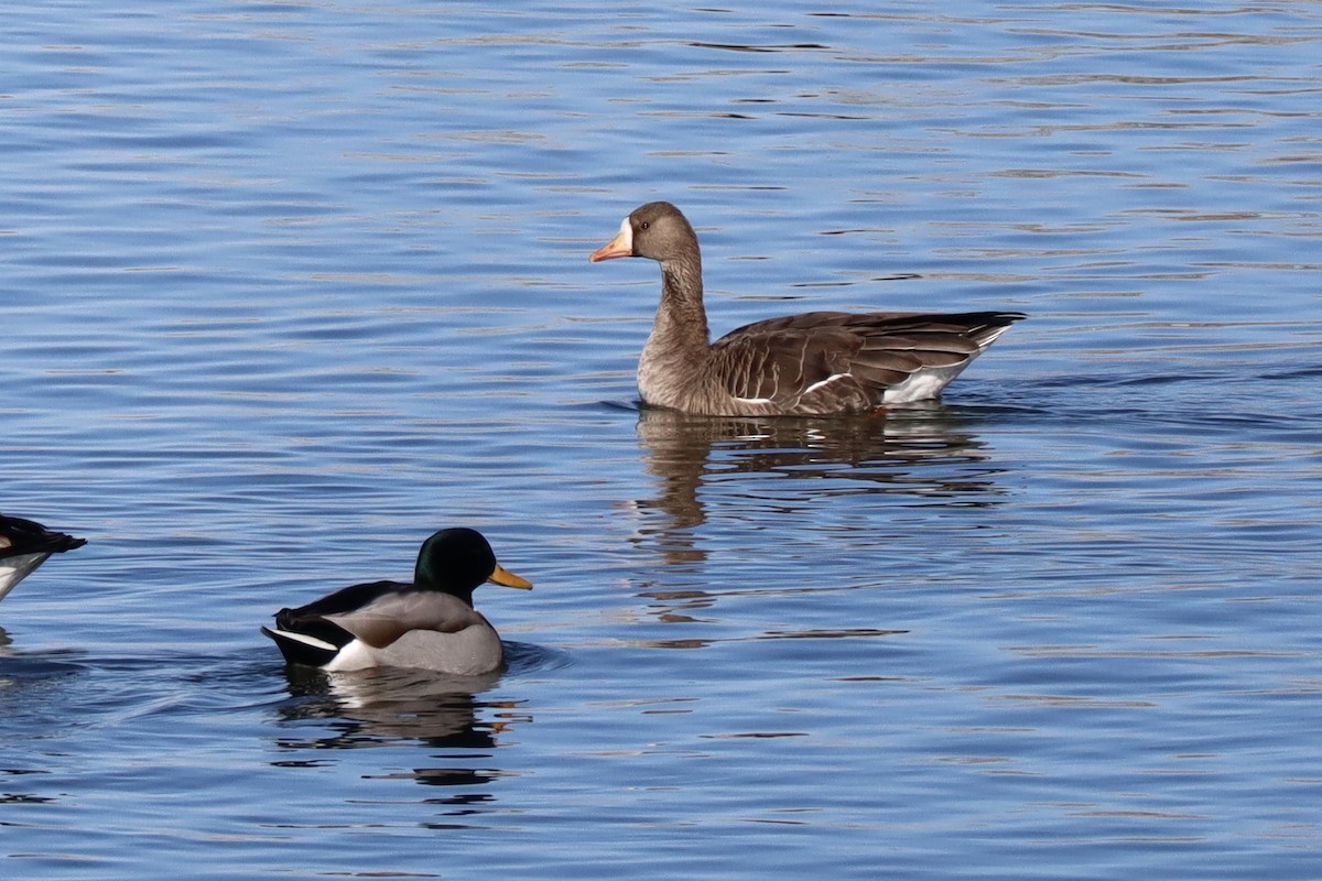 Greater White-fronted Goose - ML136445791