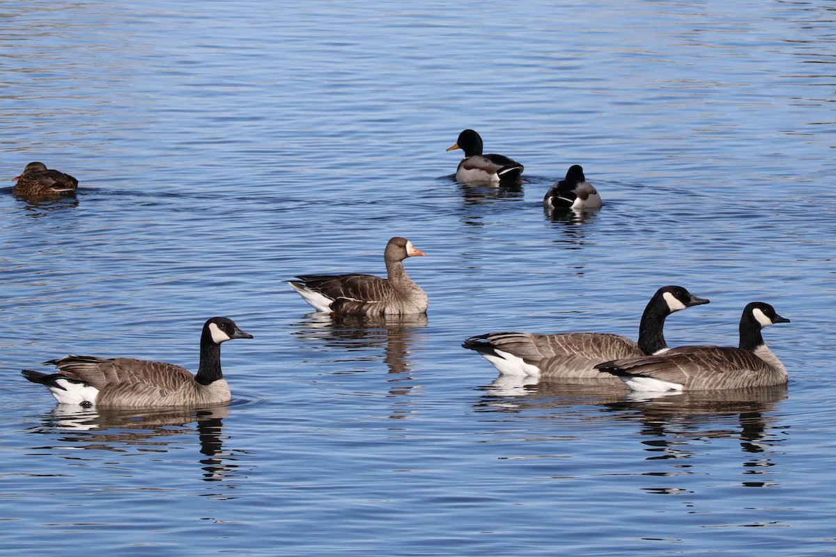 Greater White-fronted Goose - ML136445801