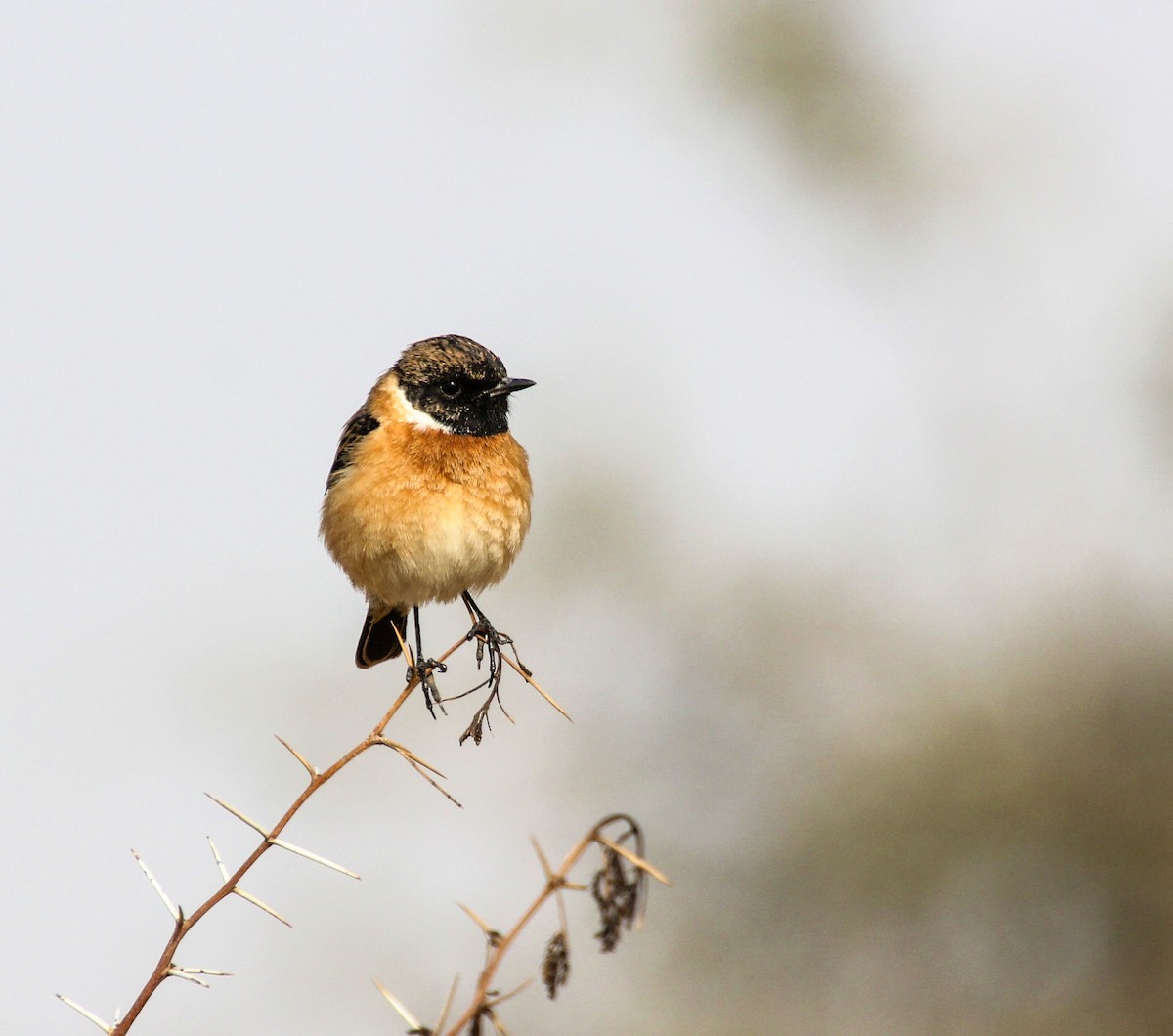 Siberian Stonechat - ML136445821