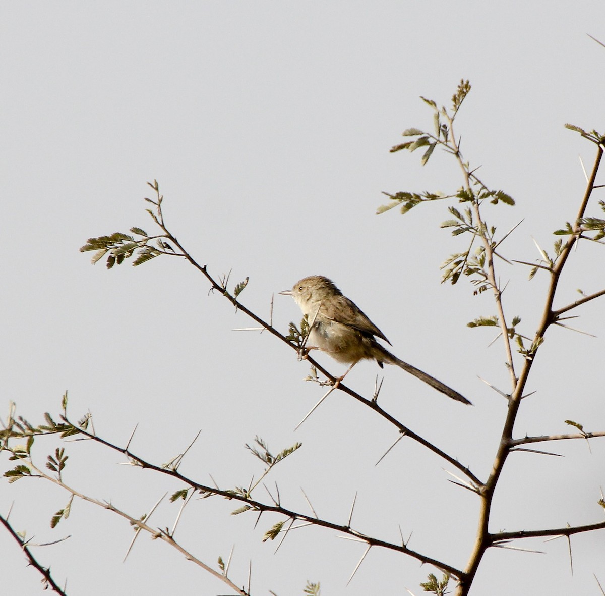 Delicate Prinia - ML136445921