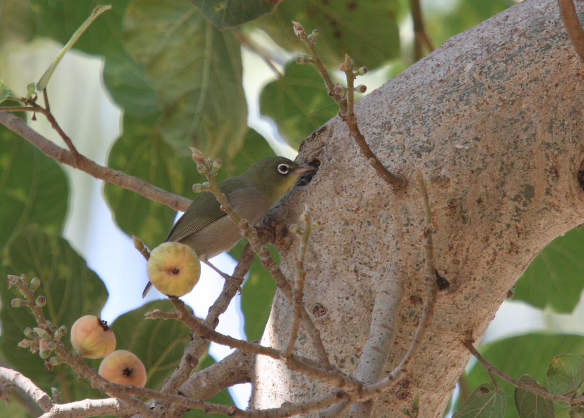 Abyssinian White-eye - ML136446161