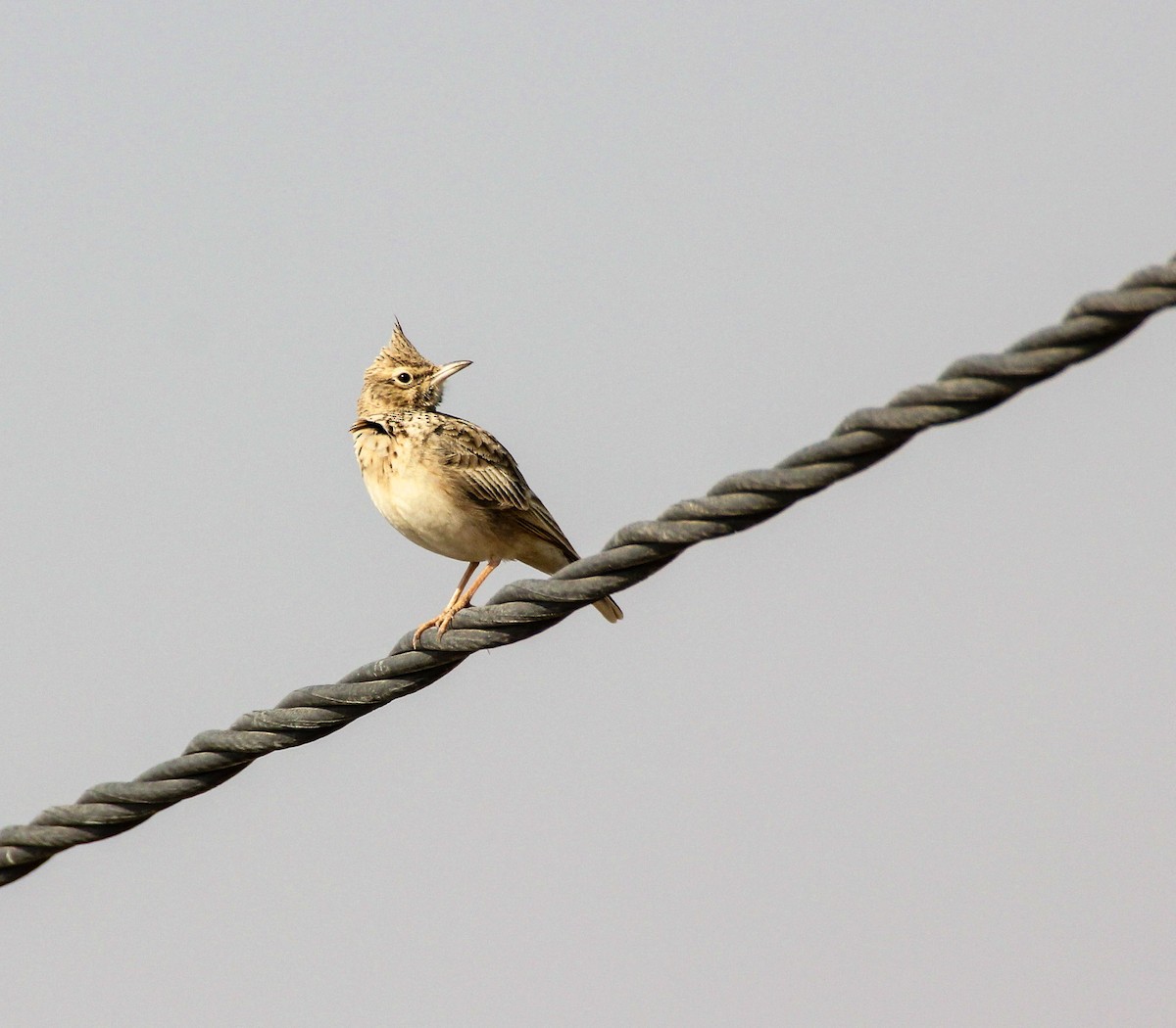 Crested Lark - ML136446181