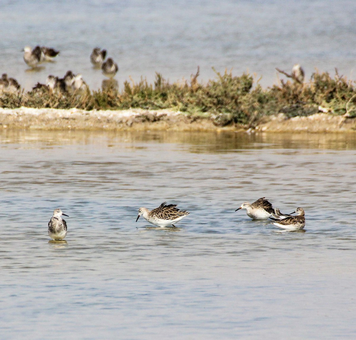 Kampfläufer - ML136446191