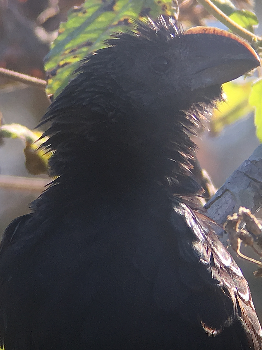 Smooth-billed Ani - ML136447171