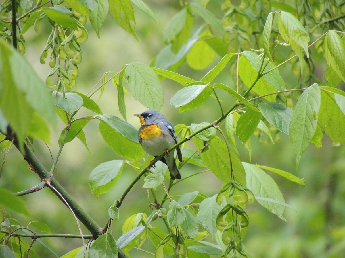 Parula Norteña - ML136448141