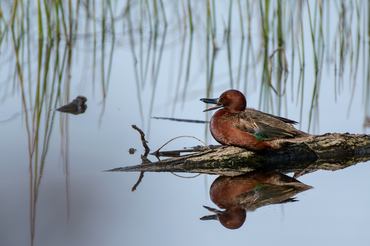 Cinnamon Teal - Nathan McCall