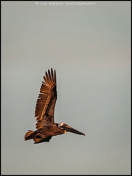 Brown Pelican - ML136448521