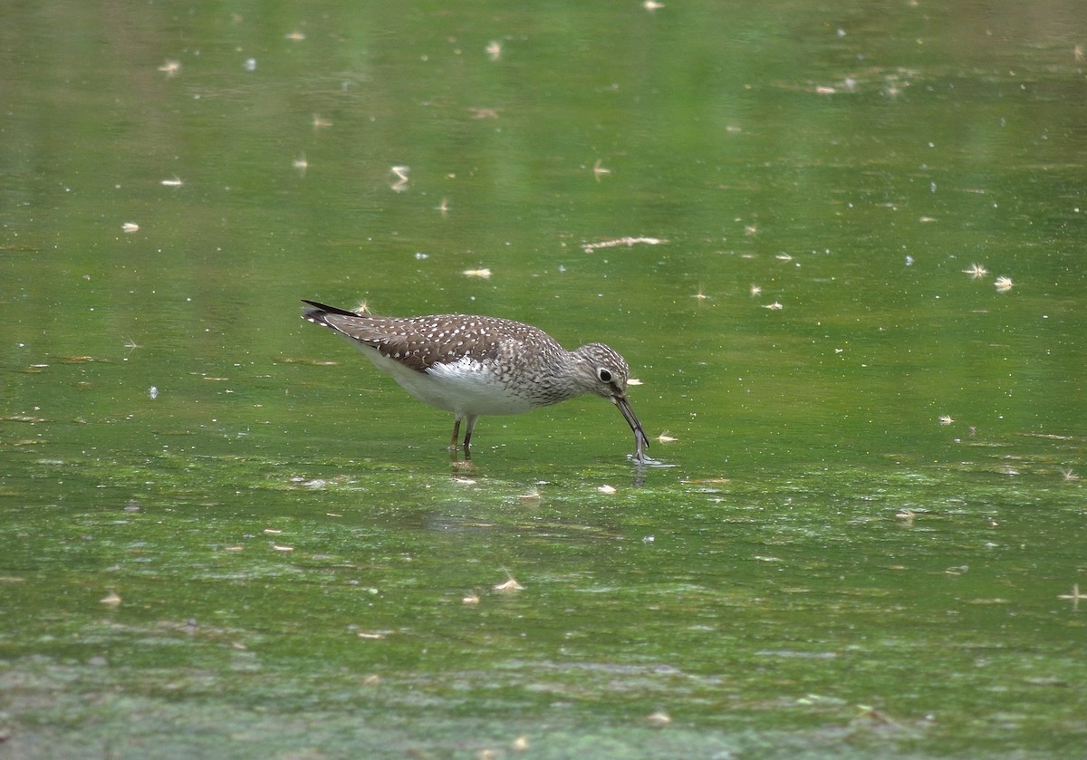 Solitary Sandpiper - ML136448611