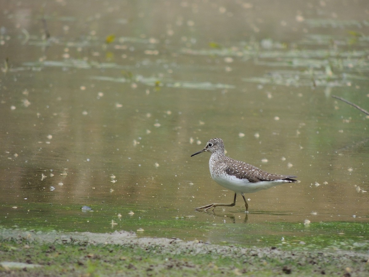 Solitary Sandpiper - ML136448641