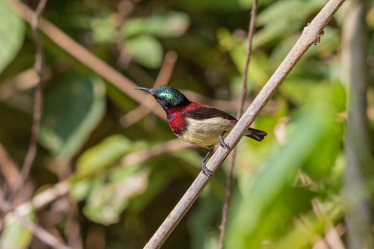 Crimson-backed Sunbird - ML136448671