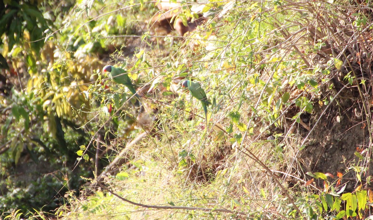 Slaty-headed Parakeet - ML136449561